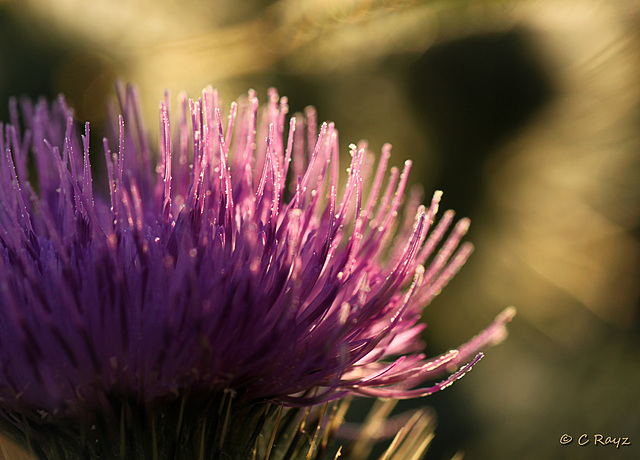 Patio Life: Wooly Thistle