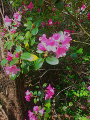 20130510 080Hw Rhododendron