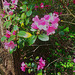 20130510 080Hw Rhododendron