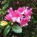20130510 081Hw Rhododendron