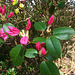 20130510 082Hw Rhododendron