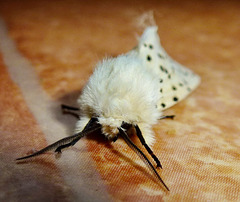 White Ermine Moth 1