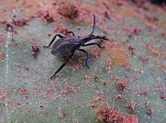 122 Narnia Femorata - Leaffooted Bug (adult) on Prickly Pear cactus which they 'milk'