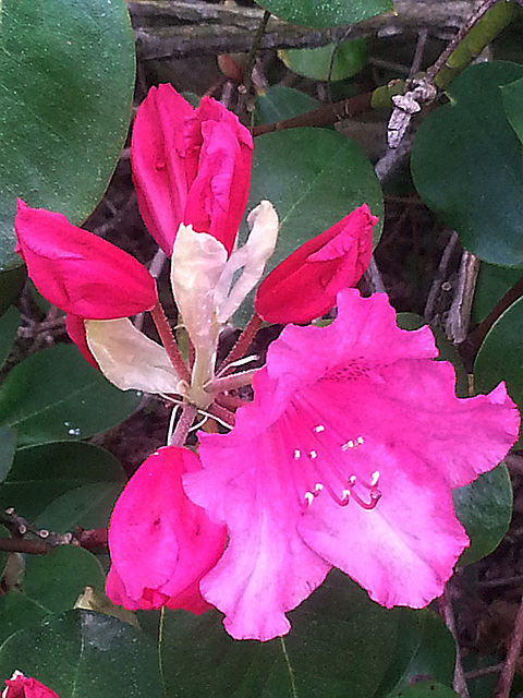 20130511 087Hw Rhododendron