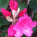 20130511 087Hw Rhododendron