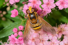 Hover Fly (b)