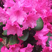 20130511 088Hw Rhododendron