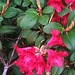 20130511 089Hw Rhododendron