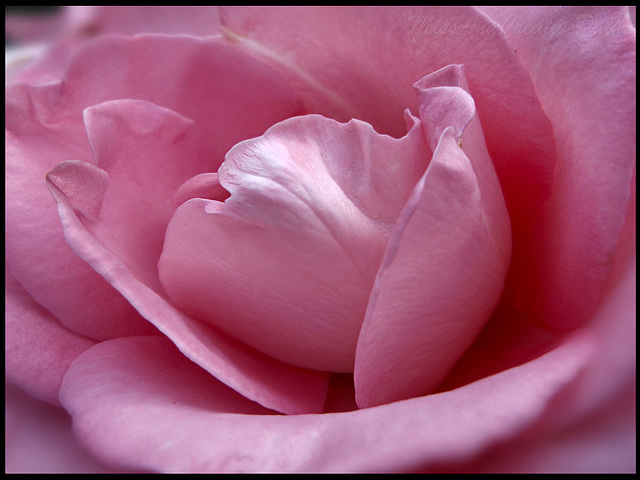 ▲ ► •☛heart of rose☚• ◄▲ ▲ ► •☛heart of rose☚• ◄▲