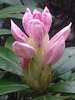 20130511 093Hw Rhododendron