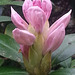 20130511 093Hw Rhododendron