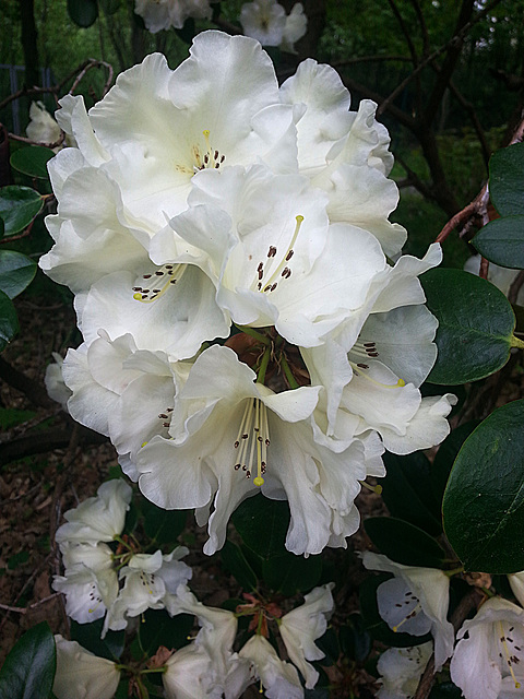 20130511 096Hw Rhododendron