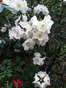 20130511 097Hw Rhododendron