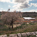 Tree & Ancient Greek Theatre in Morgantina, March 2005