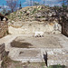 Dog & Hellenistic House in Morgantina, 2005