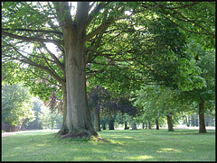 trees in the Broad Walk