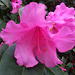 20130514 110Hw Rhododendron