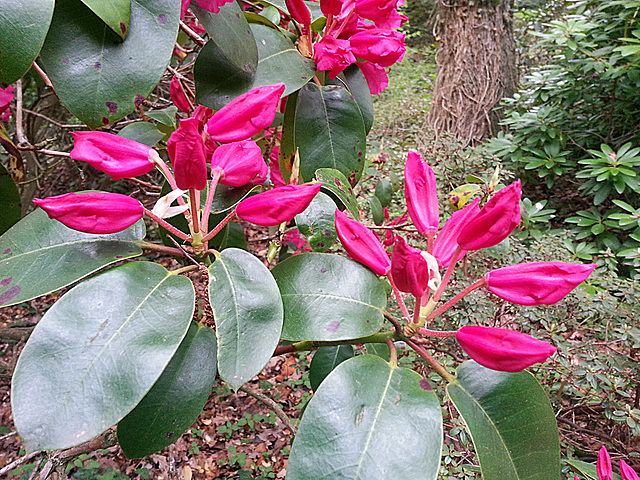 20130514 112Hw Rhododendron