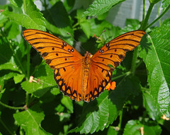 Gulf Fritillary butterfly on Lantana
