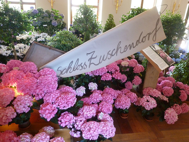 Ausstellung - ekspozicio - Hortensien im Barockschloß Zuschendorf bei Pirna - 2013 - "MiKi"