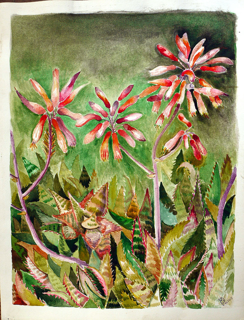 Cactus Flowers  Corsica