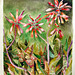 Cactus Flowers  Corsica