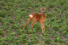 Visitor in the strawberry field
