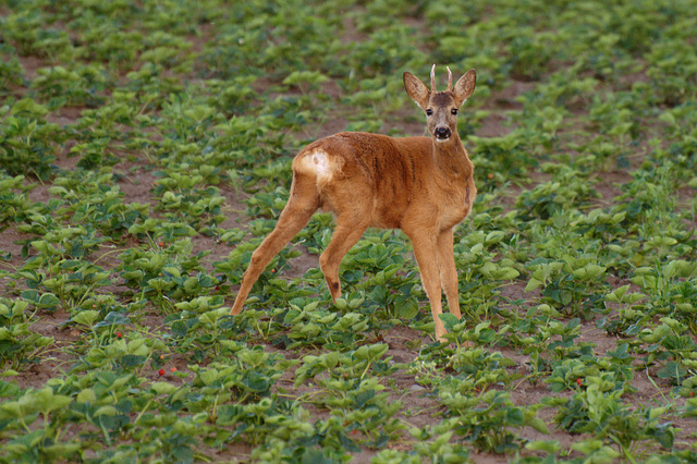 Visitor in the strawberry field