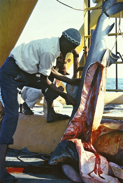 Shark on Sidewinder oil rig, Doha, Qatar, 1966