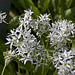 20130519 1879RAw [D~LIP] Bärlauch (Allium ursinum), UWZ, Bad Salzuflen
