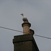 Mr Seagull is back on his perch