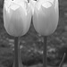 Tulips (Black & White)