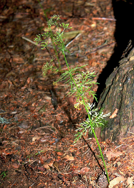 Conopodium majus - Conopode dénudé-Noisette de terre