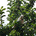 corella in the crabapple tree
