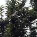 corella in the crabapple tree