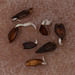 Popping Seed Series: Zinnia Seeds