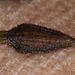 Popping Seed Series: Arrowhead-Shaped Zinnia