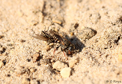 Common Spiny Digger Wasp with Prey 2