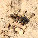 Common Spiny Digger Wasp with Prey 2