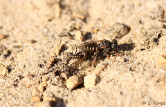 Common Spiny Digger Wasp with Prey 3