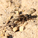 Common Spiny Digger Wasp with Prey 3