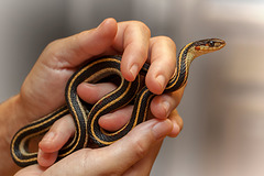 1-10 Project: 10 Fingers and a Garter Snake