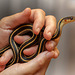 1-10 Project: 10 Fingers and a Garter Snake