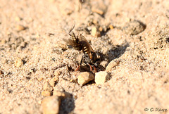 Common Spiny Digger Wasp with Prey 4