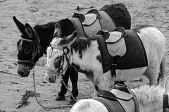 Beach Donkeys at Whitby, North Yorkshire