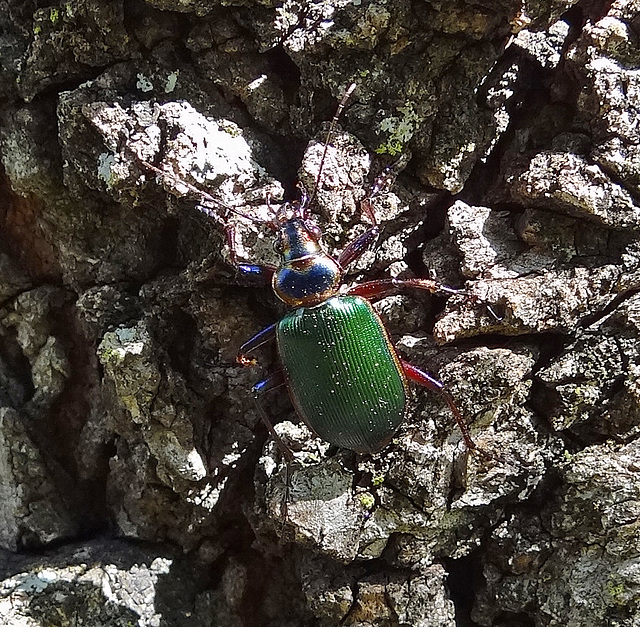 This beetle moved faster than I could film ! Calosoma scrutator and its common name of Fiery Searcher