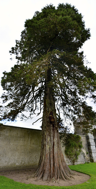 Russborough House 2013 – Tree