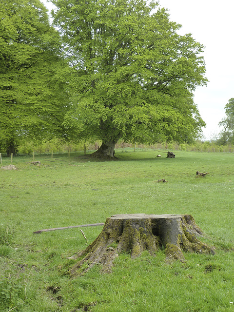 Russborough House 2013 – Unlucky tree