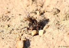 Common Spiny Digger Wasp with Prey 5
