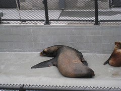 Marine Mammal Center 1582a